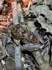 Boca de Yuma Frog photo 3