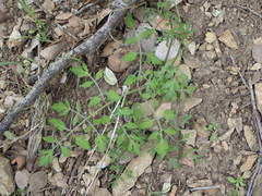 Osmorhiza brachypoda