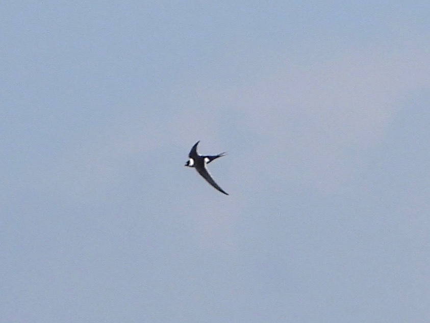 Great Swallow-tailed Swift (Panyptila sanctihieronymi), photo 2