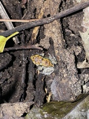 Boca de Yuma Frog photo 2