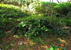 Scadoxus membranaceus