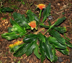 Scadoxus membranaceus