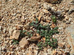 Monardella macrantha hallii