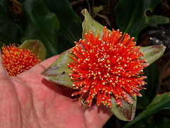Scadoxus membranaceus