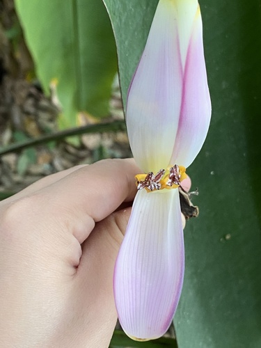 Foto de Bananeira ornamental