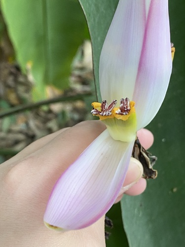 Foto de Bananeira ornamental
