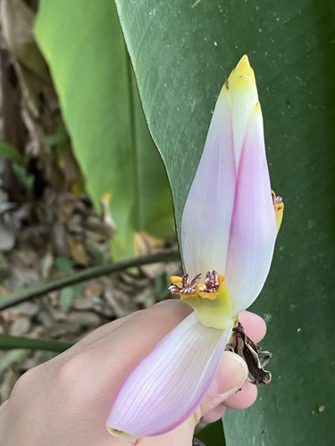 Foto de Bananeira ornamental