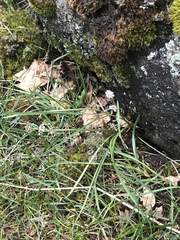 Lomatium linearifolium