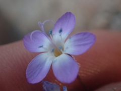 Gilia aliquanta