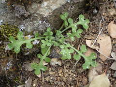 Nemophila menziesii