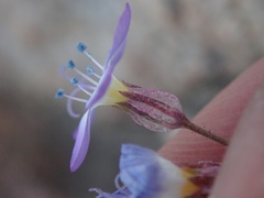 Gilia aliquanta