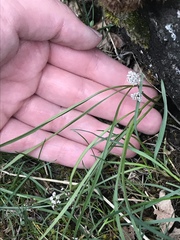 Lomatium linearifolium