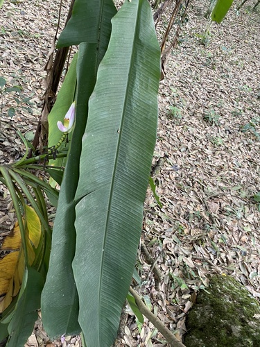 Foto de Bananeira ornamental