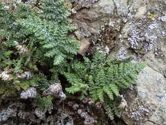 Myriopteris covillei