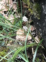 Lomatium linearifolium