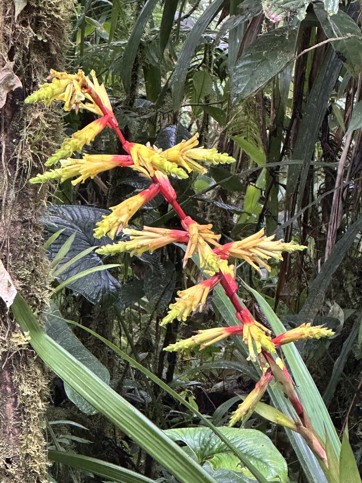Imagem de Guzmania