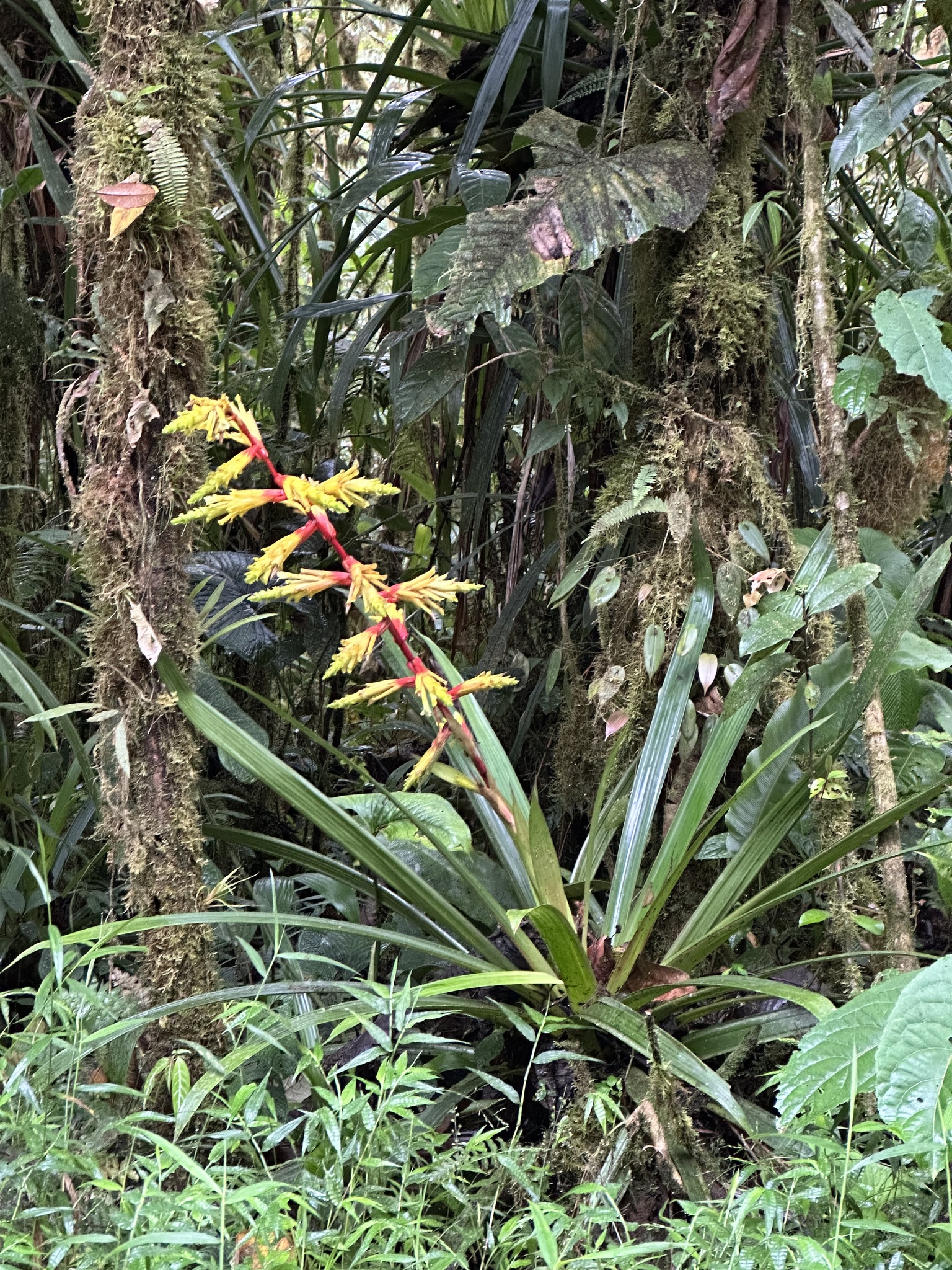 Imagem de Guzmania