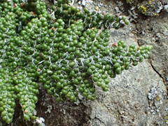 Myriopteris covillei