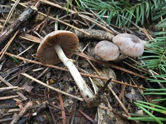 Psathyrella ellenae