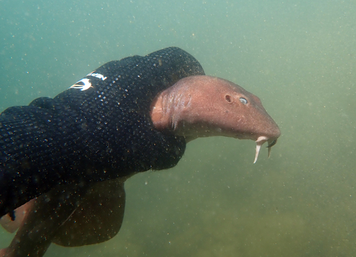 Blind shark (Brachaelurus waddi) — Brachaeluridae