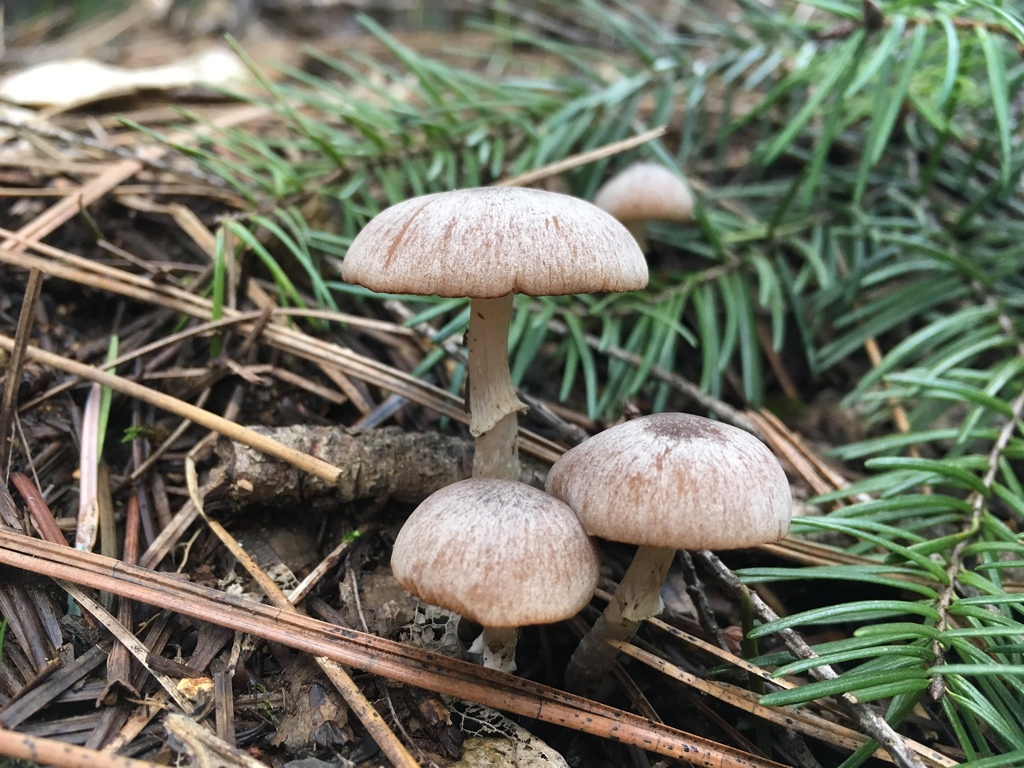 Psathyrella ellenae