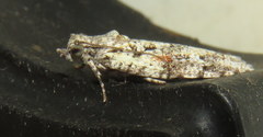 Acropolitis canana