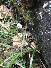 Lomatium linearifolium