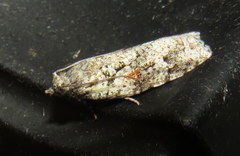 Acropolitis canana
