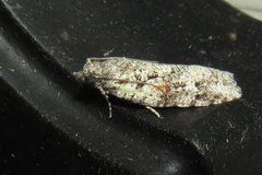 Acropolitis canana
