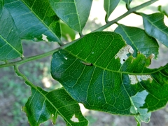 Charaxes