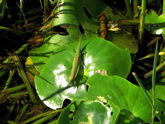 Atractomorpha acutipennis gerstaeckeri