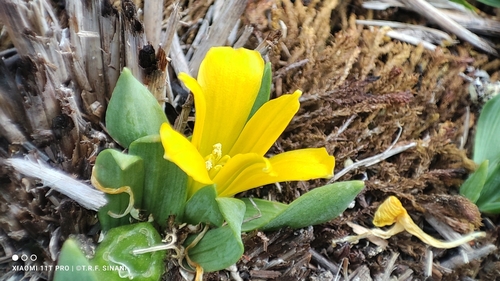 Alstroemeria pygmaea (Alstroemeria pygmaea)