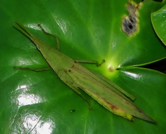 Atractomorpha acutipennis gerstaeckeri