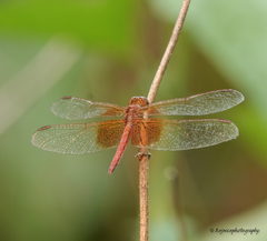 Neurothemis intermedia