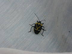 Commius elegans