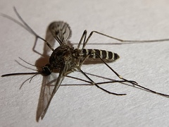 Culiseta incidens