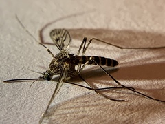 Culiseta incidens