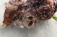 Vulsella