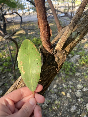 Laguncularia racemosa - Whole tree