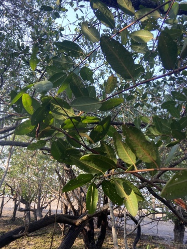 Laguncularia racemosa - Leaves