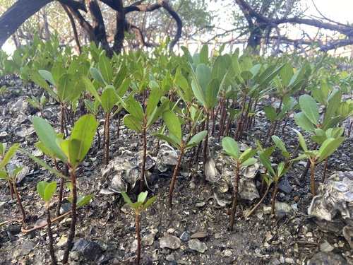 Laguncularia racemosa - Leaves