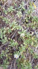 Vittadinia australis