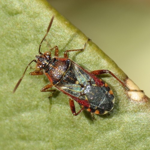Hyaline Grass Bug