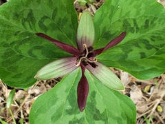 Trillium stamineum