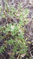 Vittadinia australis