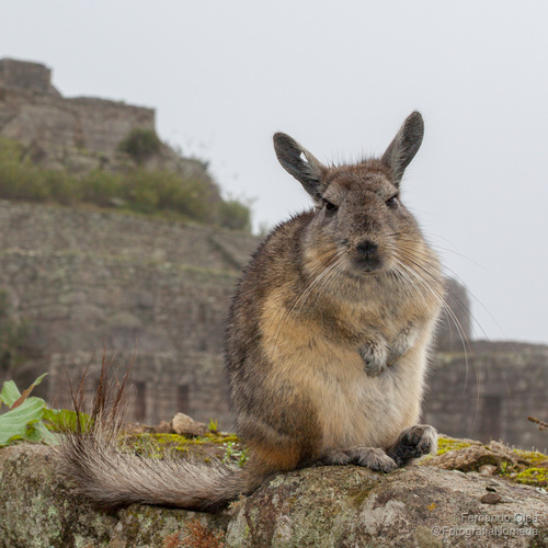 Mountain Viscacha, photo 9 of 9