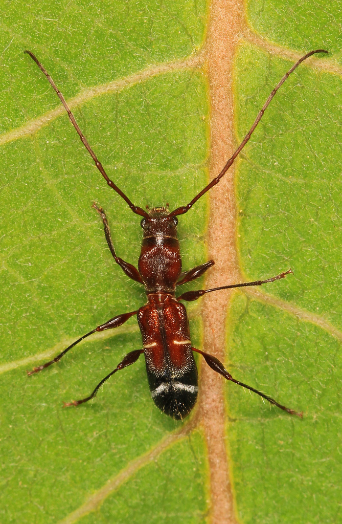 Euderces pini