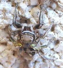 Habronattus cuspidatus