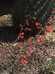 Penstemon subulatus