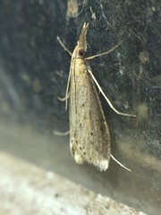 Donacaula maximellus